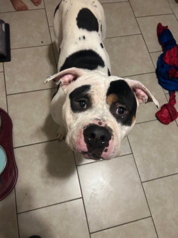American Pit Bull Terrier – Tri-Colored Pit Bully