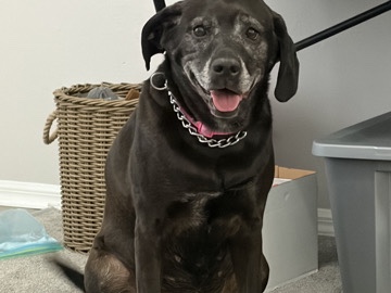 Mixed Breed – Kona — Gentle Loving Family Dog Needs Forever Home 💛 – Ocala