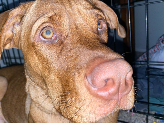 Rhodesian ridgeback
