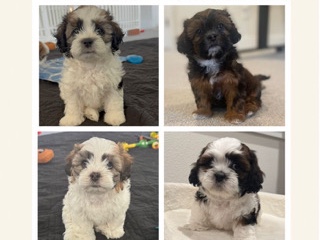 Shichon puppies available for sale – Fayetteville