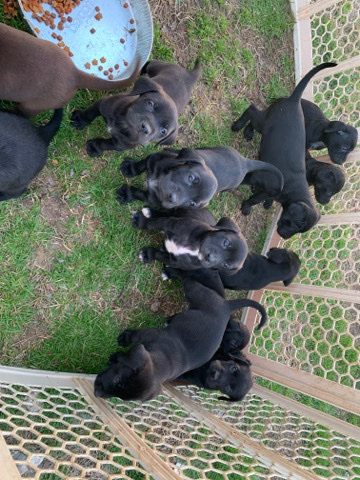 Labrador Retriever – lab pubbies