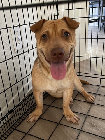 Chihuahua – Mixed Dash hound & Chihuaha