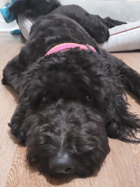 Poodle – female goldendoodle for sale