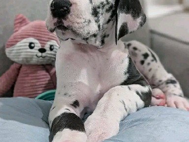 great dane puppies for adoption 