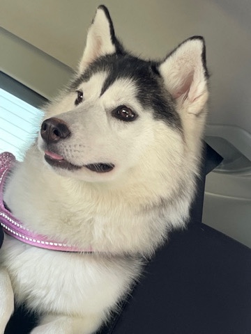 Siberian Husky – Luna