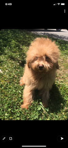 Poodle – miniature poodle 900$