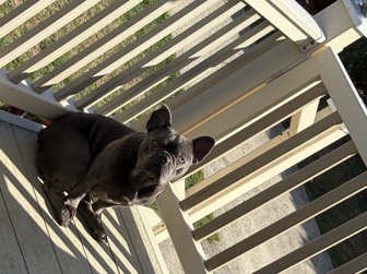 French Bulldog – French Bulldog – Sheffield