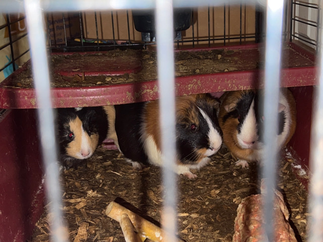 guinea pig – Guinea