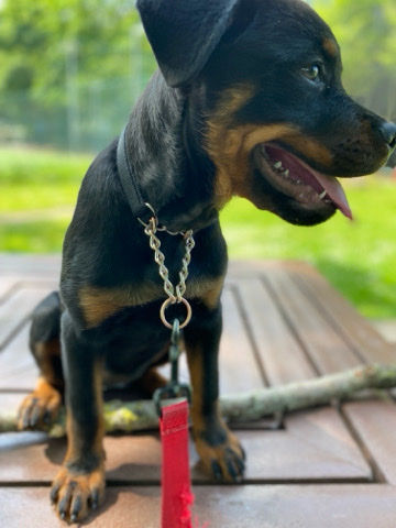 Rottweiler – Rottweiler that 4 months old very cute and friendly in Wandsworth