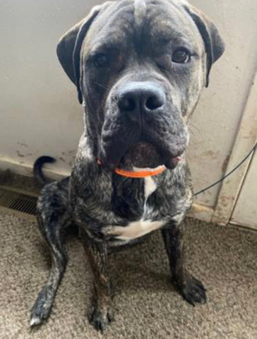 Cane Corso – Cane Corso/American Bulldog Mix to a good home!