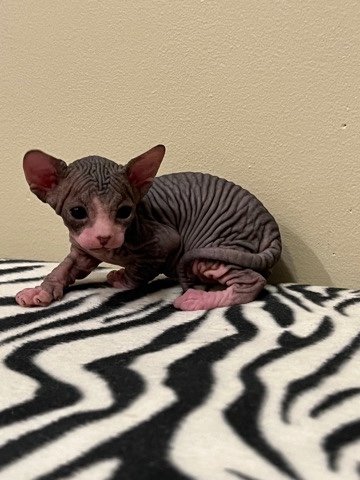 Sphynx – Sphynx kittens