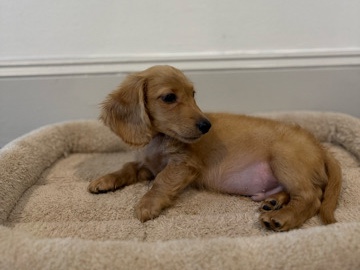 Dachshund – Adorable 12-week-old Cream Mini Dachshund – Ready for His New Home 🐾Well-trained, well-cared for, and comes fully equipped with everything you need.💲 $2000 – Complete package deal. Take him home today – Houston