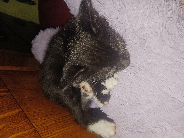 Russian blue tabby mix 