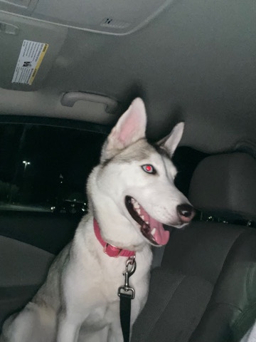 Siberian Husky – 2year old husky