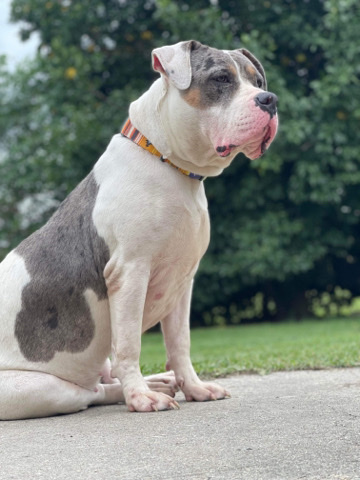 American Pit Bull Terrier – Merle’s and tri Merles