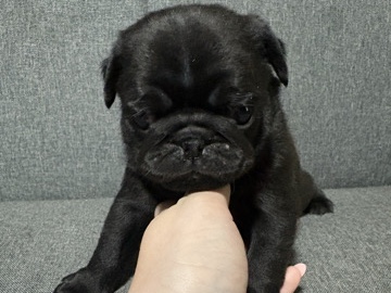 Pug – 2 male pugs – Corryton