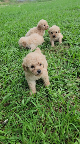 Poodle – baby toy poodles!