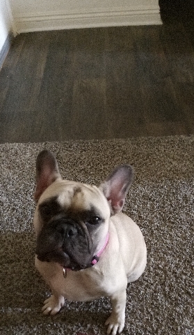 French Bulldog – Well Trained French Bull dog