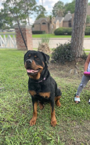 Rottweiler – female rottie