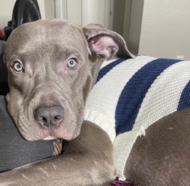 American Pit Bull Terrier – Blue Nose Pit bull