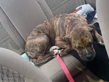 Boxer – 1 year old brindle female boxer – Asheville