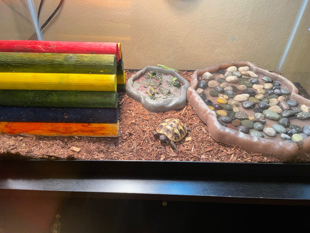 Any – baby Herman torise turtle $150