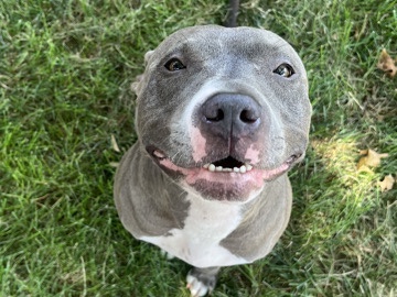 Boxer – Dog needs rehomed ASAP!! – Omaha