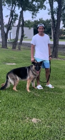 German Shepherd – German shepherd