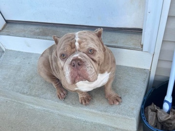 American Bulldog – American Bully – Hopkinsville