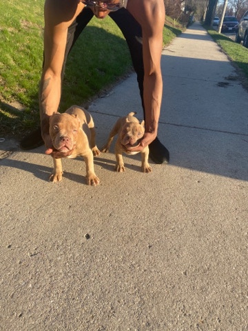 American Bulldog – exotic micro bully