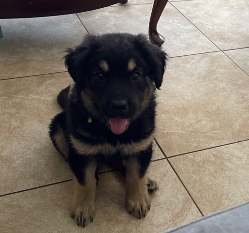 German Shepherd – German Shepherd puppy (female)