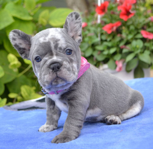French Bulldog – Moon Adorable Girl French Bulldog Puppy - Merle Blue - eyed Frenchie puppies - Female bulldogs