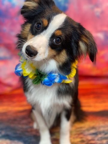 Australian Shepherd – Toy Aussie