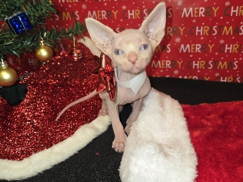 Sphynx – Sphynx Kittens looking for their forever family – Atwater