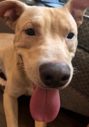 American Staffordshire Terrier – American Staffords terrier