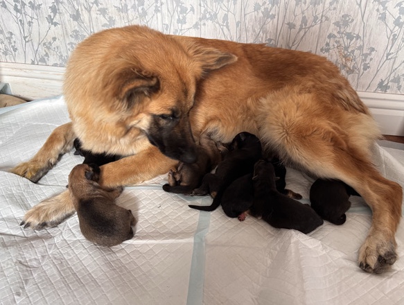 German Shepherd – beautiful fluffy Shepards – Scunthorpe
