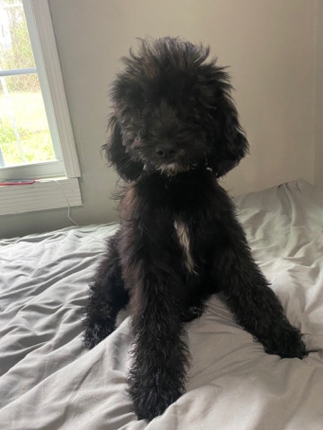Golden Retriever – female golden doodle