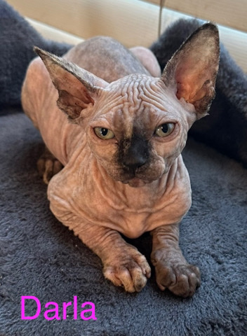Sphynx – Sphynx Kitten