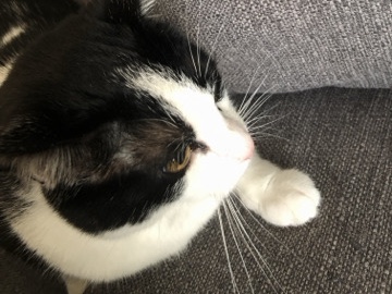 Rehome Cat – Indianapolis