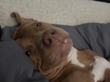 American Pit Bull Terrier – Lolaa – Browns Summit