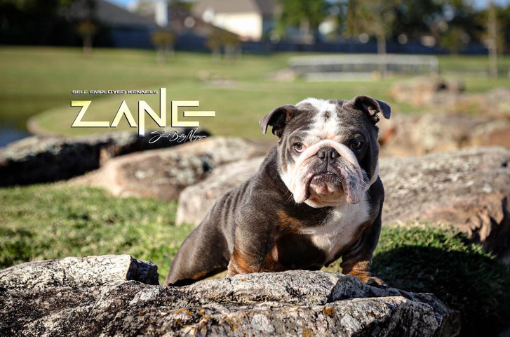 Olde English Bulldogge – Mini English Bulldog Puppies