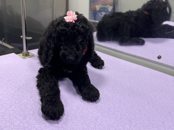 Poodle – Lulu – Sweet AKC-Registered Standard Poodle for Adoption – New York
