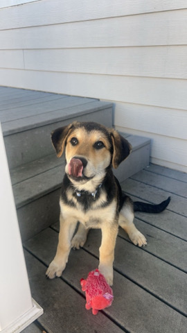 German Shepherd – Germán sheppard mix