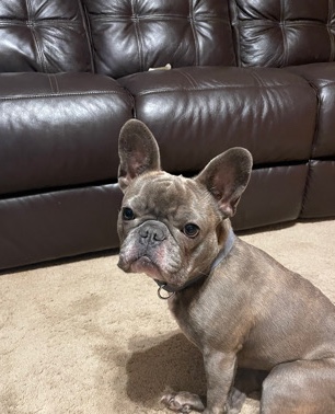 French Bulldog – French Bulldog
