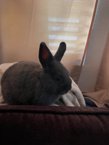 Selling Bunny