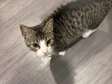 Friendly 1-Year-Old Cat – Fully Vaccinated and Neutered in Jacksonville – Jacksonville