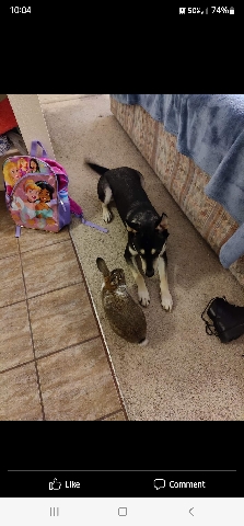 German Shepherd – Shelly my dog sid