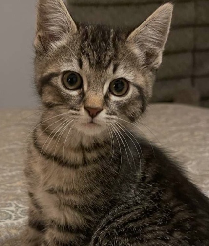 American Shorthair – 2 young handsome brothers