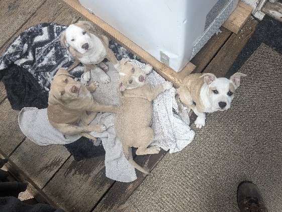 American Pit Bull Terrier – pitt bull puppies – Edgewood