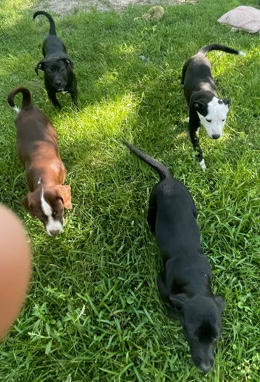 Bullmastiff – Puppies! 🥰